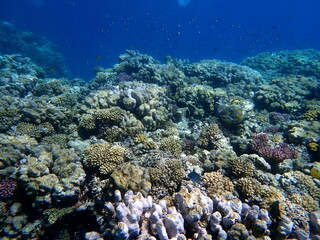 Vibrant shallow coral reef teeming with small fish