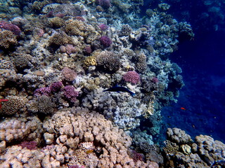 Vibrant shallow coral reef teeming with small fish