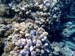 Vibrant shallow coral reef teeming with small fish