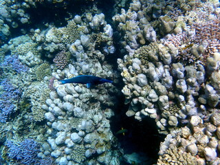 Dark blue bird wrasse swimming over coral reef