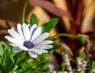 White daisy with blue center against a brown background.