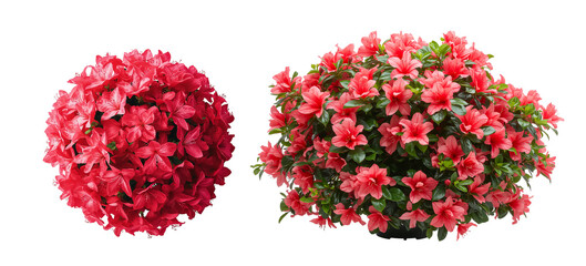 beautiful bush of garden azalea isolated on a transparent background