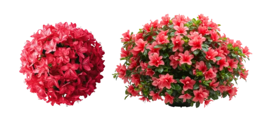 Foto auf Acrylglas Azalee beautiful bush of garden azalea isolated on a transparent background  © tanya78