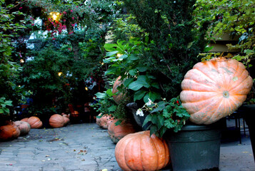 Pumpkins displayed in an outdoor setting.