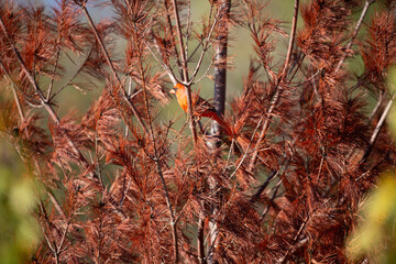 Male cardinal perched in an autumn tree.