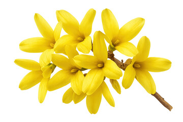 Forsythia branch with yellow blooming flowers, celebrating spring season and nature's awakening