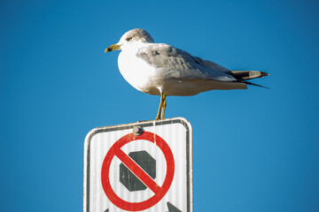 Ring billed gull standing on a no parking sign