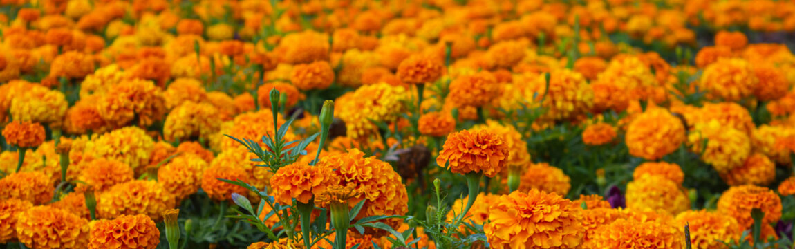 A panoramic shot of a field with orange Marigolds. Mexican the Day of the dead flowers. Traditional Cempasuchil Marigold flowers used for traditional altars in Mexico.