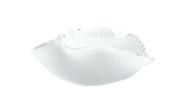 Translucent white flower bud unfurling; delicate, with subtle texture details against a solid black background