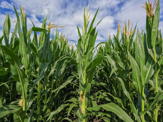 Rows of healthy green corn crops within an agricultural field. Plants are lush and green, set against a cloudy blue Summer sky. Captured in early July in the Midwest, USA.