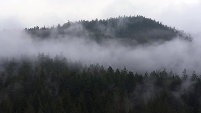 Fog and Misty Mountain Forest 4K UHD.A lush, temperate rainforest mountainside of the Pacific Northwest in fog and mist. 4K UHD.
