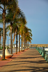 nadmorska promenada z wysokimi palmami,  perspektywa, seaside promenade with palm trees, Sunny view of the seaside promenade © kateej