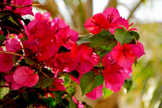 kwitnąca bugenwilla, kącicierń, bugenwilla w doniczce, Bougainvillea, kwitnace pnącze, ciernisty krzew,	