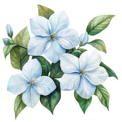 Jasmine Flower, watercolor vector, isolated on a white background.