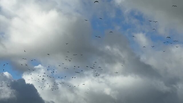 Ein riesiger Gänseschwarm zieht über den Himmel