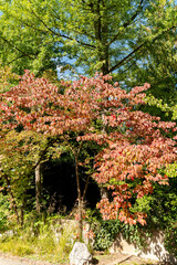 Pacific dogwood or Cornus Nuttallii plant in Zurich in Switzerland 15.9.2025
