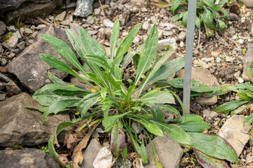 Caucasian pincushion flower or Lomelosia Caucasica plant in Zurich in Switzerland 15.9.2025