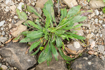 Caucasian pincushion flower or Lomelosia Caucasica plant in Zurich in Switzerland 15.9.2025