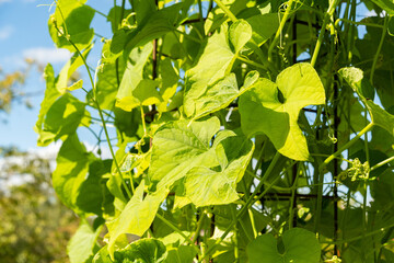 Chayote or Sicyos Edulis plant in Zurich in Switzerland 15.9.2025