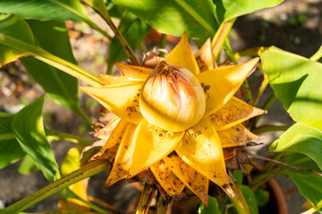 Golden lotus banana or Musella Lasiocarpa plant in Zurich in Switzerland 15.9.2025