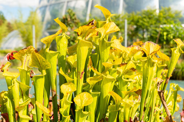 Yellow pitcherplant or Sarracenia Flava plant in Zurich in Switzerland 15.9.2025