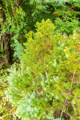 Mountain cypress or Widdringtonia Nodiflora plant in Zurich in Switzerland 15.9.2025