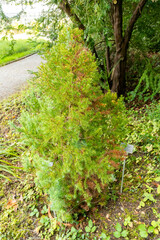 Fototapeta premium Mountain cypress or Widdringtonia Nodiflora plant in Zurich in Switzerland 15.9.2025