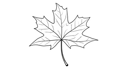 White outline illustration of a maple leaf with detailed veins isolated on a solid, dark background