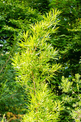 Podocarpus Affinis plant in Zurich in Switzerland 15.9.2025