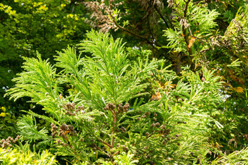 Cryptomeria Japonica plant in Zurich in Switzerland 15.9.2025
