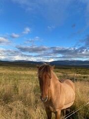 Fototapeta premium Image taken in Borgarfjörður, Iceland of a light brown Icelandic horse standing calmly by an electric fence in a grassy field under cloudy blue sky.