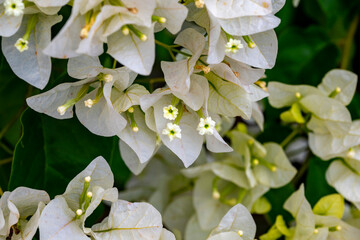 Bougainvillea spectabilis, also known as great bougainvillea, is a species of flowering plant. It...