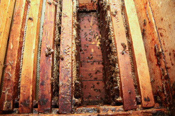 Honey bees actively work and cluster on the wooden frames and honeycomb inside a busy hive, showcasing their essential role.
