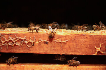 Honey bees diligently work on a wooden beehive frame, actively building and tending to their...