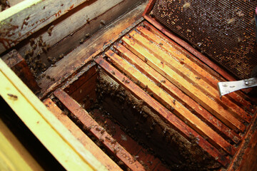 An opened beehive displays numerous honey bees actively working on wooden frames with honeycomb, alongside a beekeeping tool.