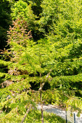 Fototapeta premium Bunya pine or Araucaria Bidwillii plant in Zurich in Switzerland 15.9.2025