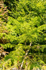Obraz premium Bunya pine or Araucaria Bidwillii plant in Zurich in Switzerland 15.9.2025