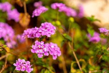 Close-up of vibrant pink lantana flowers in soft focus.