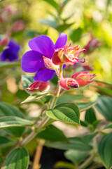 Obraz premium Tibouchina Urvilleana plant in Zurich in Switzerland 15.9.2025