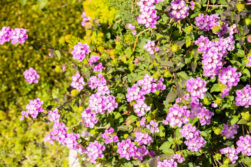 Creeping lantana or Lantana Montevidensis plant in Zurich in Switzerland 15.9.2025