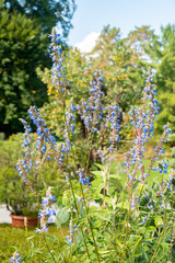 Bog sage or Salvia Uliginosa plant in Zurich in Switzerland 15.9.2025
