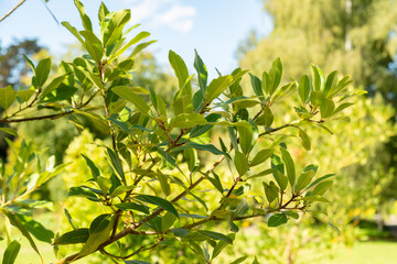 Fototapeta premium Azores laurel or Laurus Azorica plant in Zurich in Switzerland 15.9.2025