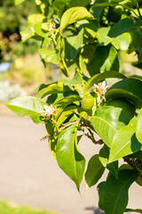 Obraz premium Citrus Limon plant in Zurich in Switzerland 15.9.2025