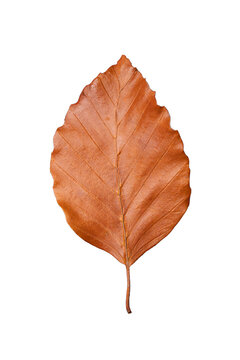 Isolated Single Brown Deciduous Leaf PNG | Fall Leaf of Fagus sylvatica | Cutout Graphic Element	