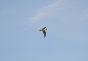 seagull with spread wings in flight against the blue sky. a bird of prey soars in the sky in search of prey. beautiful feathered bird in free flight