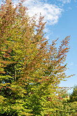 Persian ironwood or Parrotia Persica plant in Zurich in Switzerland 15.9.2025