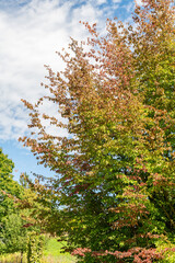 Persian ironwood or Parrotia Persica plant in Zurich in Switzerland 15.9.2025