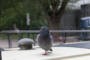 Pigeon in Manchester city centre.
