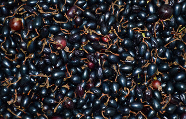 harvested black currant in a metal container close-up. ripe, tasty, rich in vitamins and antioxidants, healthy berries for dessert, to boost immunity, for colds and just for fun