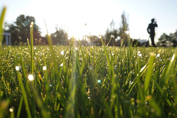 green grass with drops of morning dew in the rays of the rising sun. beauty in nature. drops of water sparkle in the sun like scattered pearls